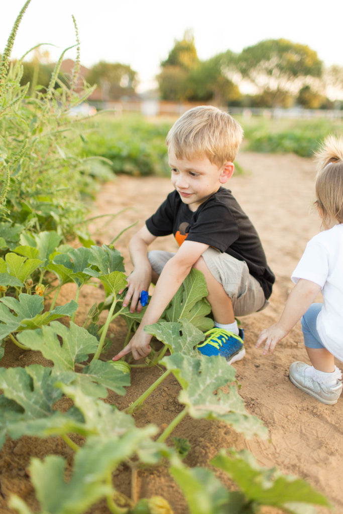 Pumpkin Patch Pictures | Becca Sue Photography - beccasuephotography.com
