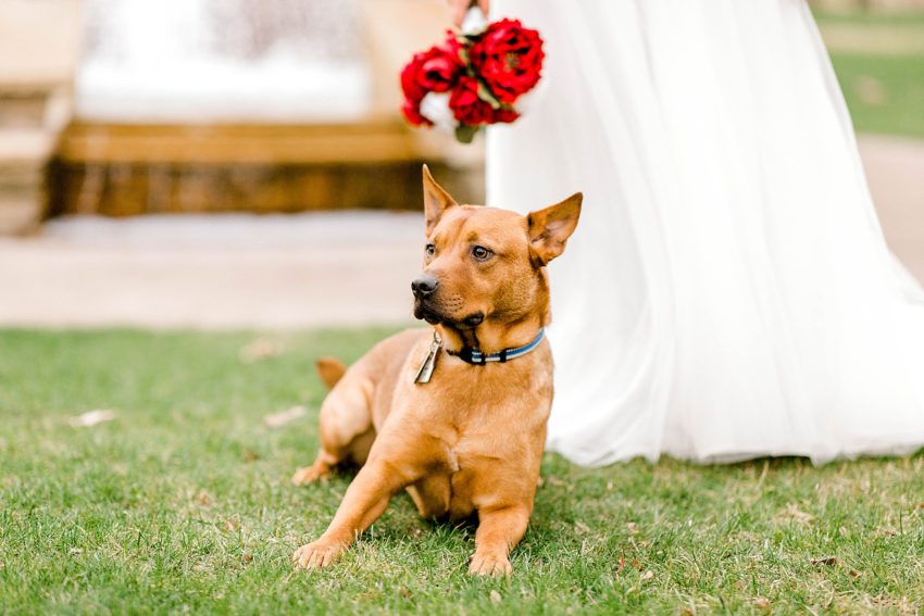 Beauty and the Beast Bridal Session (Grapevine, Texas) | Becca Sue Photography - beccasuephotography.com