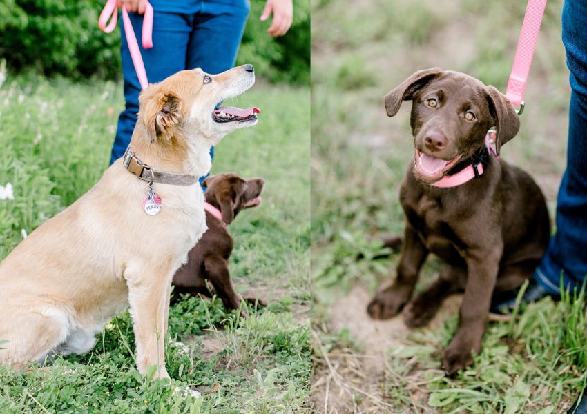 Surprise Spring Proposal (Denton, Texas) | Becca Sue Photography - www.beccasuephotography.com