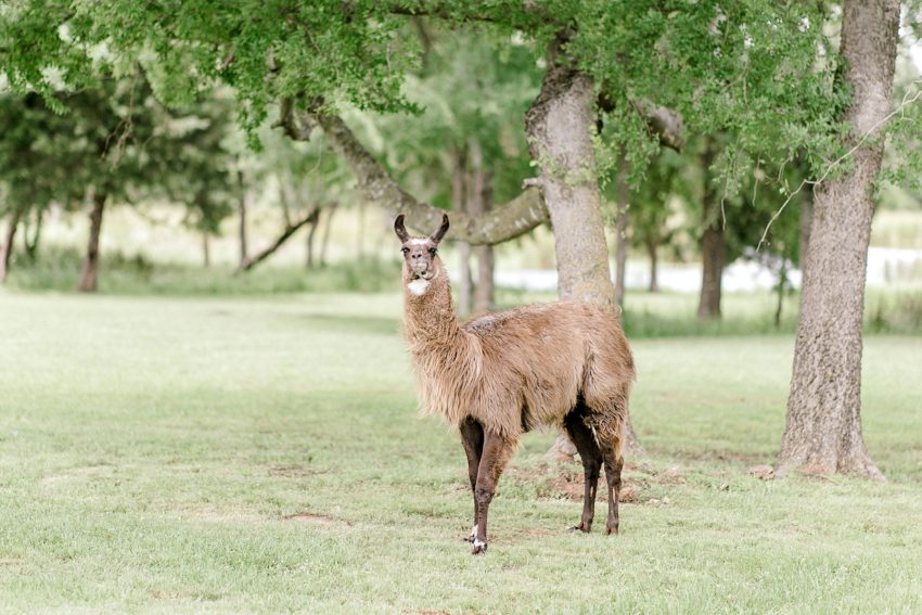Rustic Chic Spring Wedding (Emory, Texas) | Becca Sue Photography - www.beccasuephotography.com