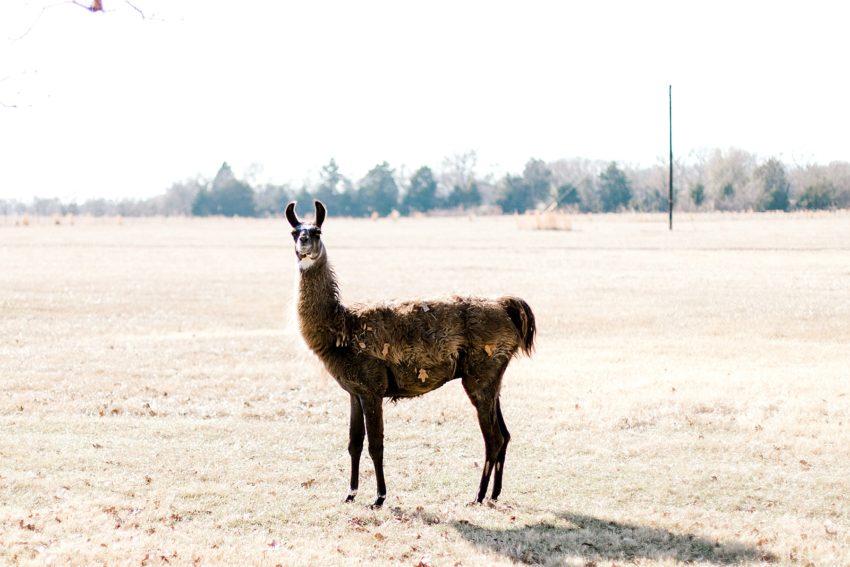 Christmas Winter Wedding (Emory, Texas) | Becca Sue Photography - www.beccasuephotography.com